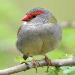 image of bird