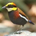 image of bird