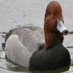 image of bird