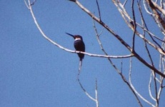 image of jacamar