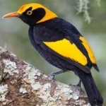 image of bird