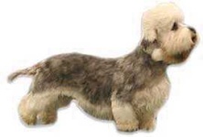 image of dandie_dinmont