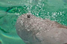 image of dugong