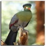 image of bird
