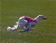 image of borzoi