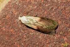 image of animal