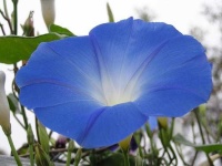 image of flower