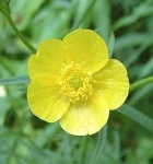 image of flower