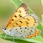 image of animal