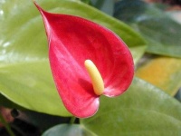 image of flower
