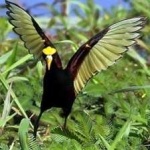 image of bird