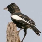 image of bird