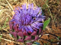 image of artichoke_flower #30