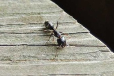 image of ant