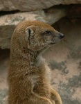 image of mongoose #6