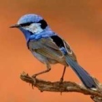 image of bird