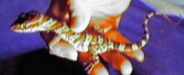 image of banded_gecko