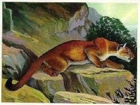 image of cougar_body