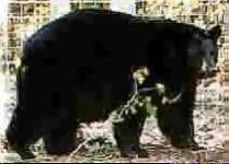 image of american_black_bear