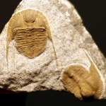 image of trilobite