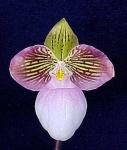 image of hard_leaved_pocket_orchid #2