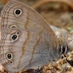 image of animal