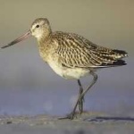 image of bar_tailed_godwit #8