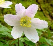 image of flower