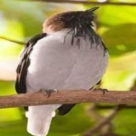 image of bird