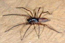 image of animal