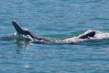 image of animal