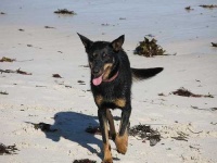 image of kelpie