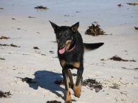 image of kelpie #18