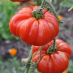 image of tomato #8