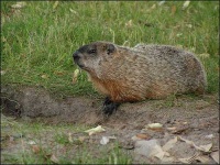 image of marmot