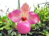 image of hard_leaved_pocket_orchid #11