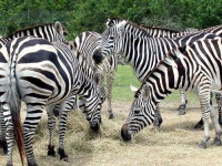 image of zebra