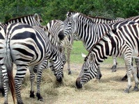 image of zebra #19