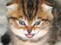 image of tabby