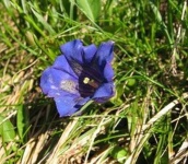 image of flower