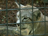 image of lynx