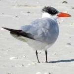 image of bird