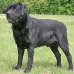 image of animal