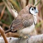 image of bird