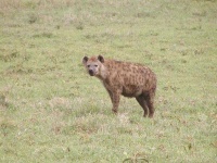 image of hyena