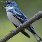 image of bird