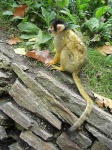 image of squirrel_monkey