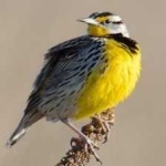 image of eastern_meadowlark #33