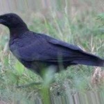 image of bird
