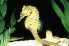 image of sea_horse